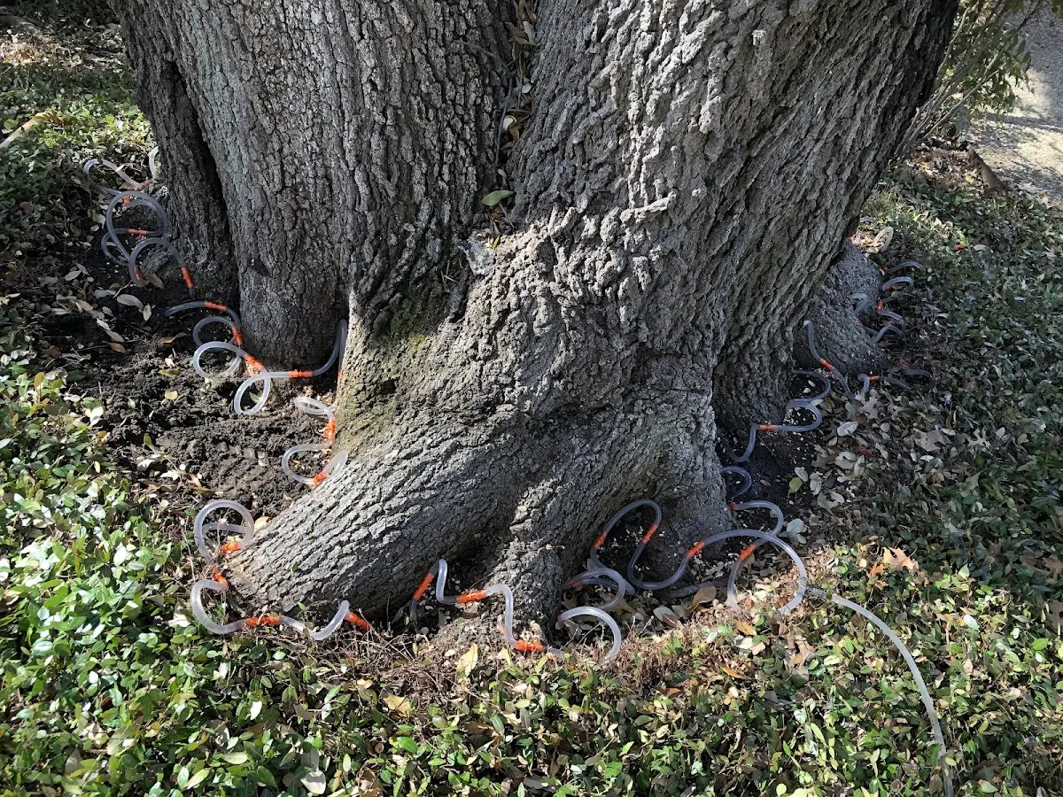 Detailed Tree Cabling and Bracing job site in Follansbee